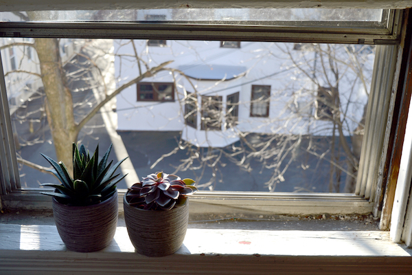 potted plants in window frame overlooking white house and tree