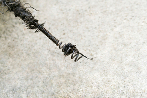 auger head