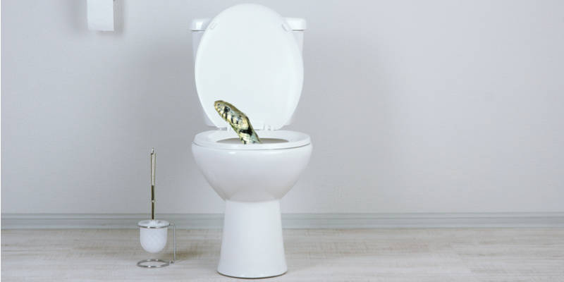 a "toilet snake"