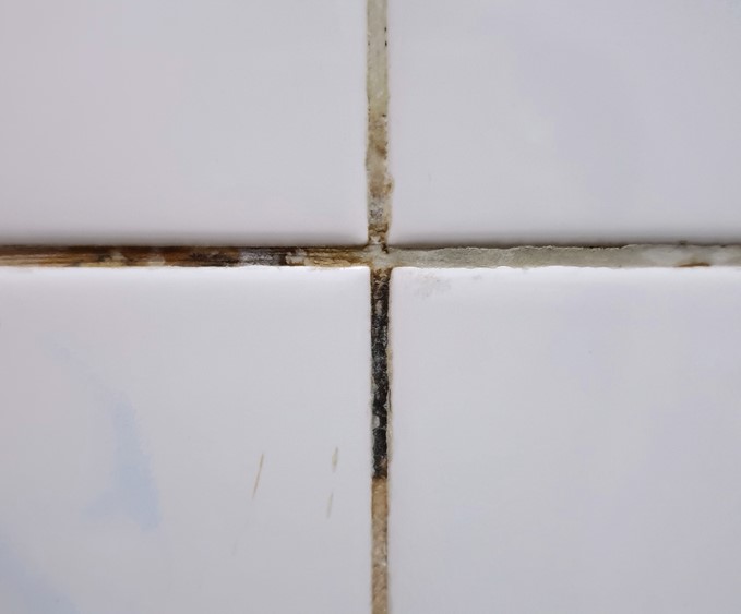 Bathroom tile with mold growing on the grout.